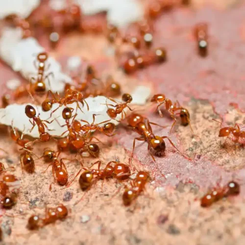 A cluster of fire ants on an ant mound - keep ants away form your home with Johnson Pest Control in TN