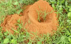 Fire ant mound in Eastern TN - Johnson Pest Control