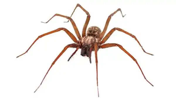 House spider in Eastern TN - Johnson Pest Control