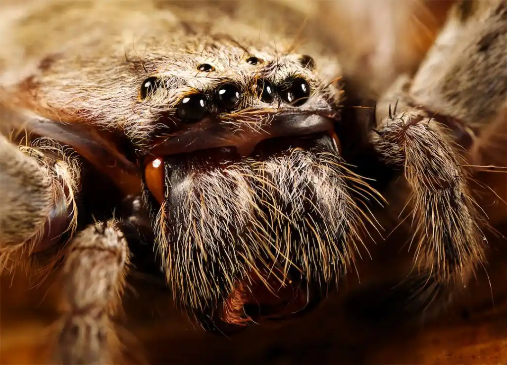 closeup of a huntsman spider - keep spiders away from your home with Johnson Pest Control in TN