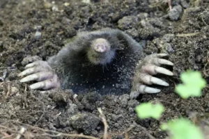 A black mole poking head through a burrow - keep moles away from your home with Johnson Pest Control in TN