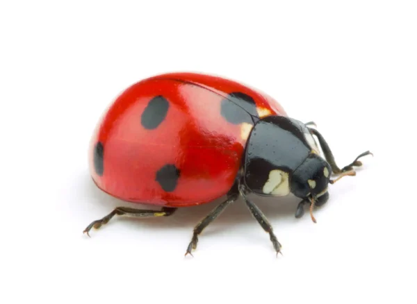 Ladybug identification in Sevierville TN - Johnson Pest Control