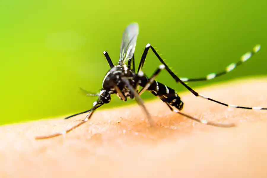 a mosquito on a person's hand - keep mosquitoes away from your home with Johnson Pest Control in TN