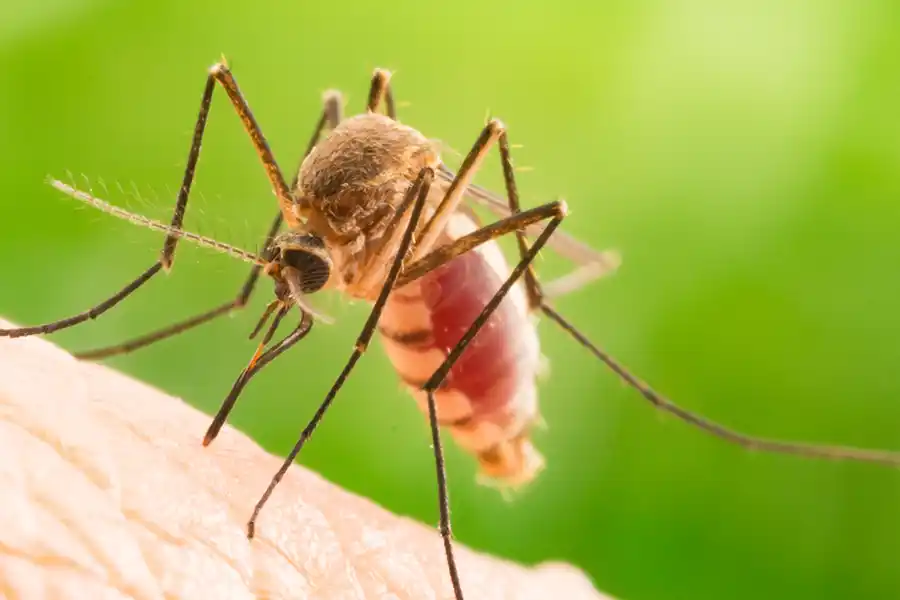 Mosquito preventionin Sevierville TN - Johnson Pest Control
