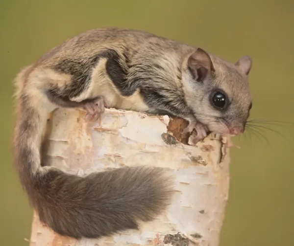 Learn about the northern flying squirrel in Sevierville TN from Johnson Pest Control