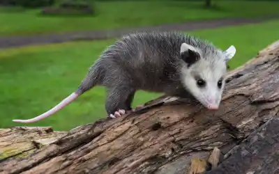 Opossum on Eastern TN property | Opossum trapping & removal services by Johnson Pest Control