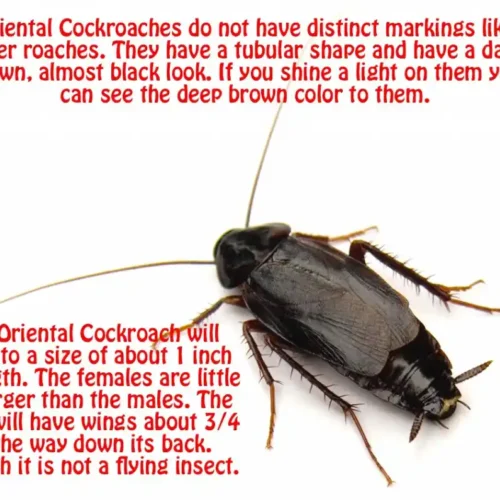 How to identify an oriental cockroach info graphic - Keep cockroaches away from your home with Johnson Pest Control in TN