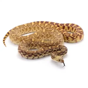 Pine snake against a white background - Keep snakes away form your property with Johnson Pest Control in TN