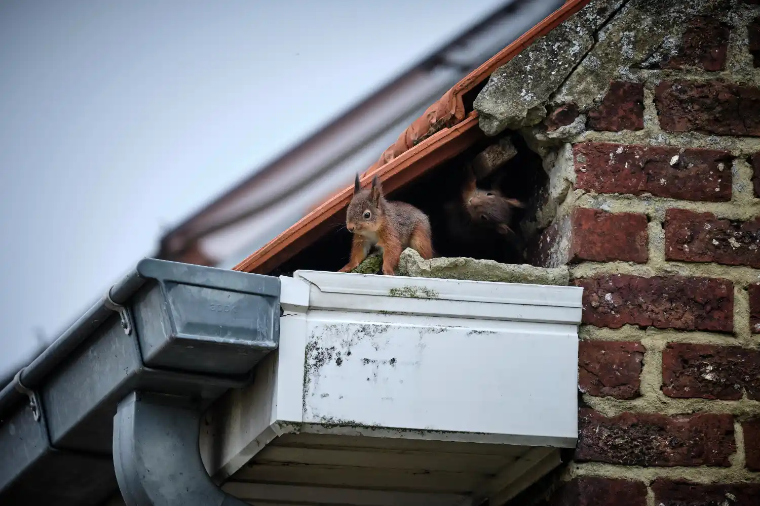 A red squirrel emerging from a nest made in the gutter of a home - keep pests away from your home with Johnson Pest Control in TN