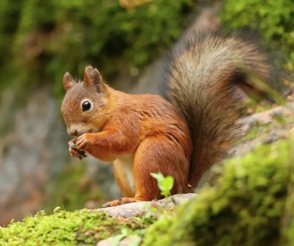 Learn about the red squirrel in Sevierville TN from Johnson Pest Control