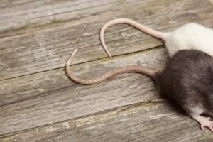 Rodents on a wooden table with long curved tails - keep rodents away from your home with Johnson Pest Control in TN