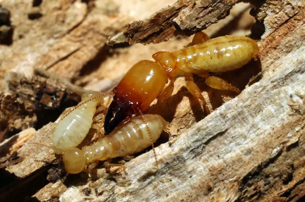 A cluster of termites on a piece of wood - keep termites away from your home with Johnson Pest Control in TN