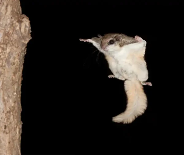 Learn about the southern flying squirrel in Sevierville TN from Johnson Pest Control.