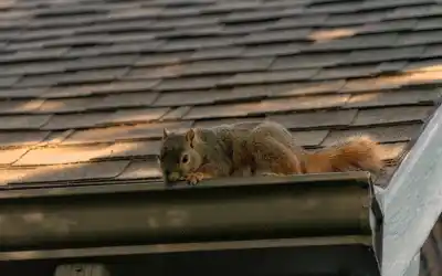 Squirrel on roof in Eastern TN | Squirrel trapping & removal services by Johnson Pest Control