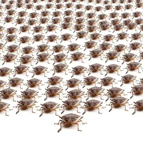 Repeated pattern of stink bugs against a white background - keep pests away from your home with Johnson Pest Control in TN