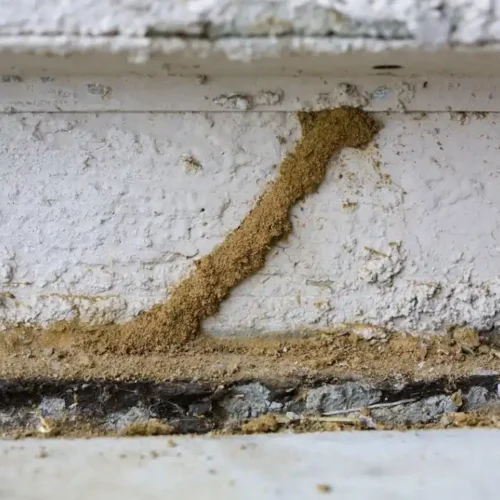 termite mud tube into sevierville house - get more helpful termite facts and photos from johnson pest control in TN