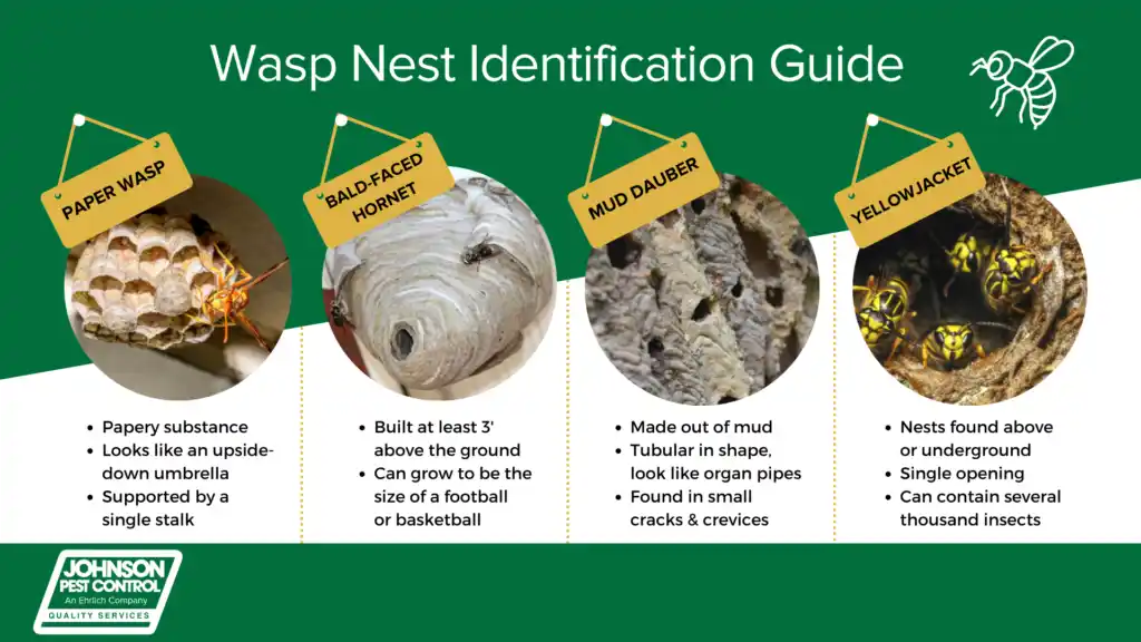 Wasp nest identification pictures in Sevierville TN - Johnson Pest Control