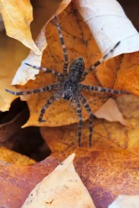 Wolf spider crawling on a pile of orange fall leaves - keep spiders away from your home with Johnson Pest Control in TN