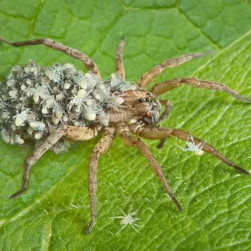 A wolf spider carrying infant spiders on thorax - keep spiders away from your home with Johnson Pest Control in TN