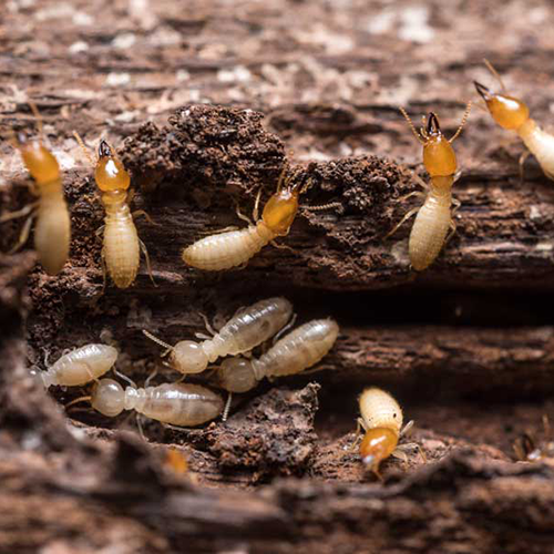 Termites crawling over damaged wood - Johnson Pest Control serving East Tennessee