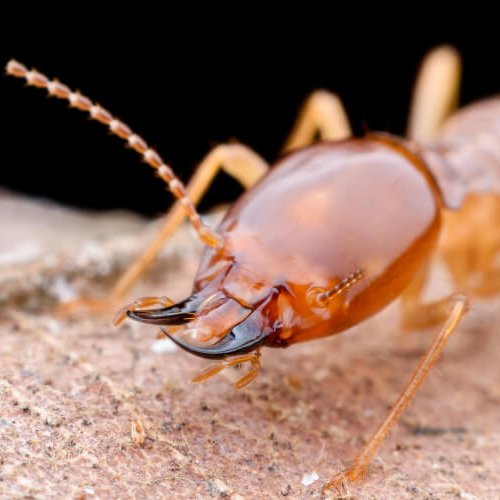 Closeup of a a termites's head - Johnson Pest Control serving East Tennessee